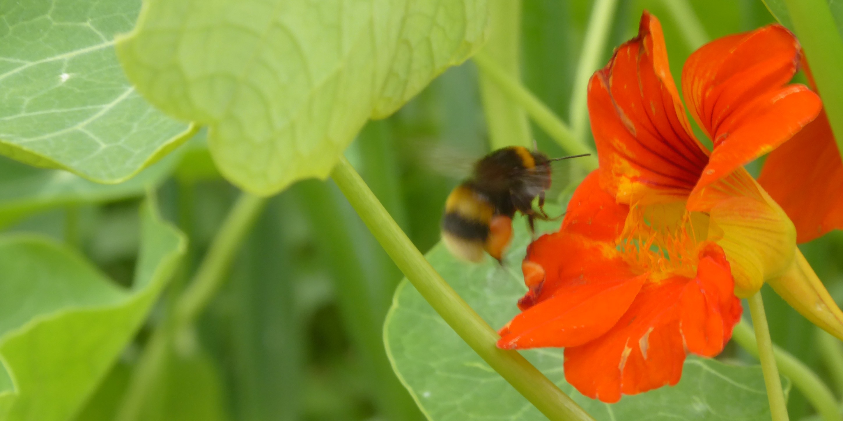 Bumble Bee