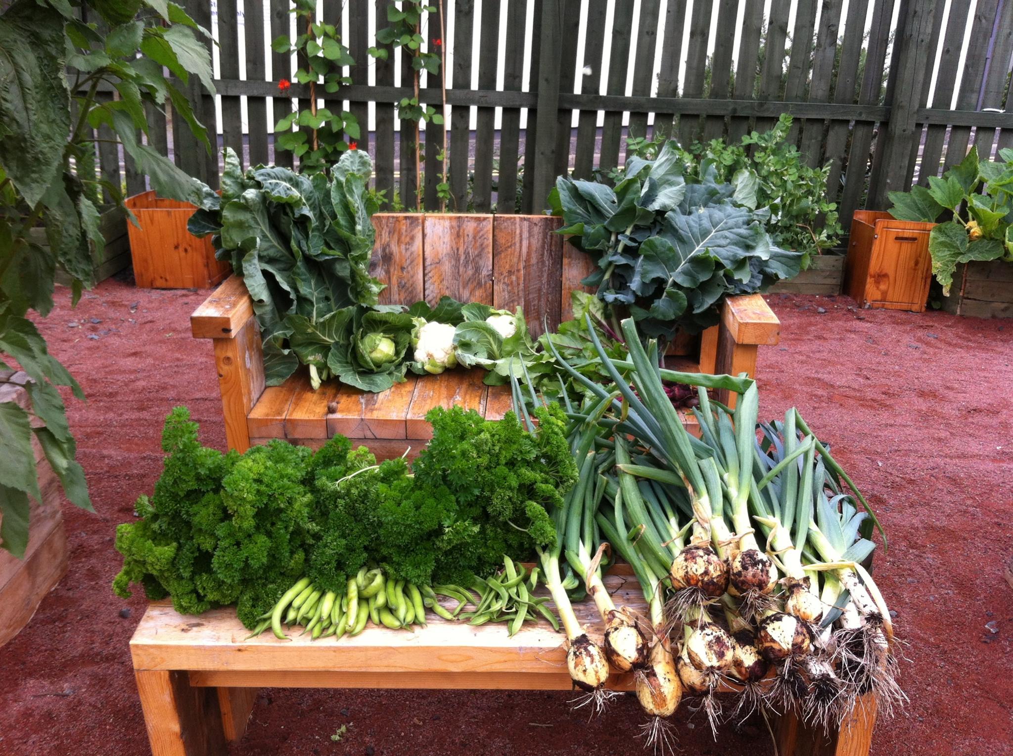 First harvest!         
